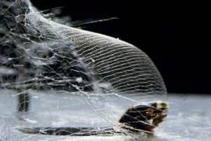 Fangnetz einer köcherlosen Köcherfliegenlarve. Foto: Armin Kureck