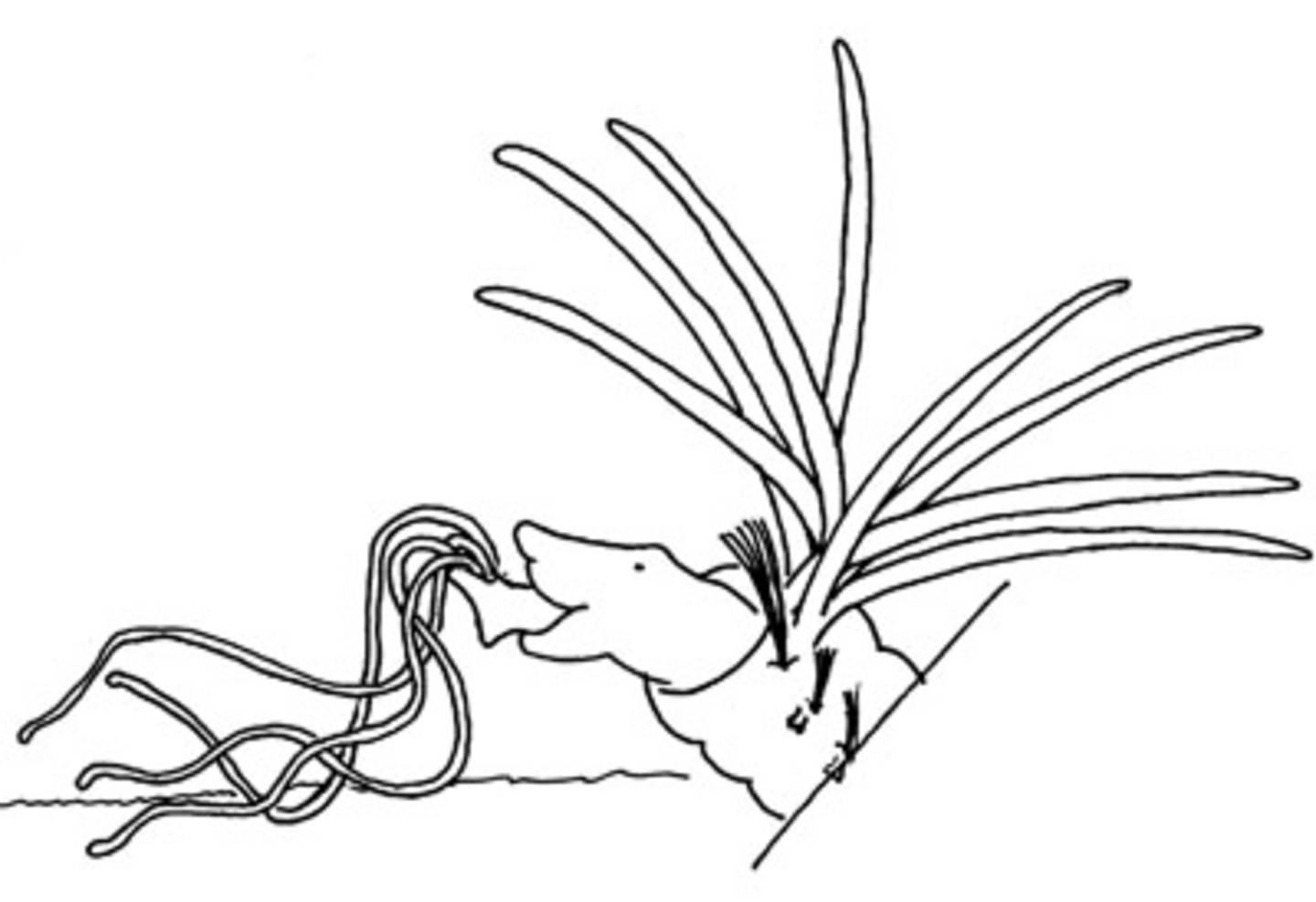 Zeichnung des Vorderendes von Hypania mit ausgestreckten tentakeln